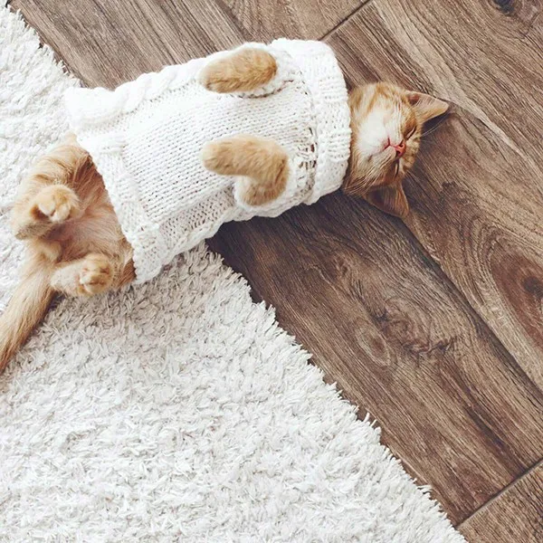 cat-on-hardwood | Off-Price Carpet Outlet